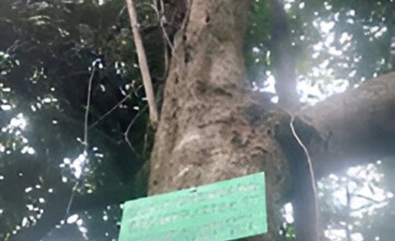 Chenuang Oh Chenuang